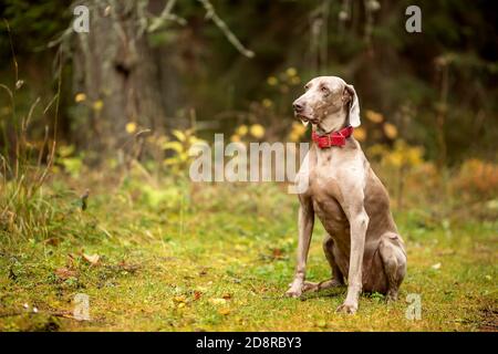 Weimaraner vizsla Jagdhund sitzt im Wald Stockfoto