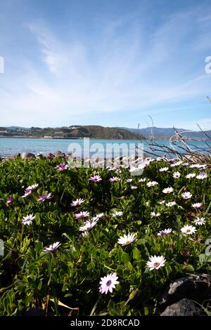 Radialwolken über Lyall Bay, Wellington, Nordinsel, Neuseeland Stockfoto