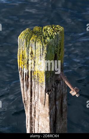 Historischer Kai in Tokaanu, in der Nähe von Turangi, Nordinsel, Neuseeland Stockfoto