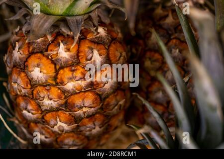 Nahaufnahme von reifen Ananas mit grünen Blättern. Vollformat kurz. Stockfoto