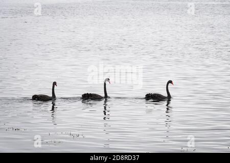 Schwarze Schwäne am Lake Taupo, Tokaanu, bei Turangi, Nordinsel, Neuseeland Stockfoto