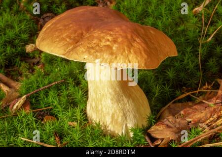 Schöne Boletus edulis Pilz Banner in erstaunlichen grünen Moos. Alte magische Wald Pilze Hintergrund. Weißer Pilz an sonnigen Tagen. Stockfoto