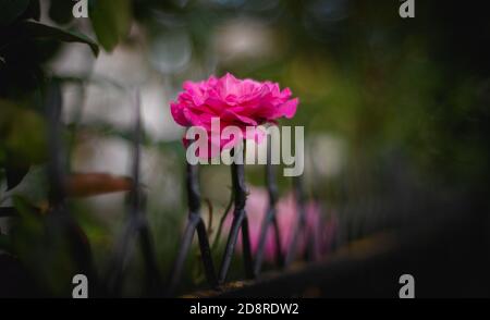 Rosa Rosenblüte auf Zaunspitze. Künstlerisches Bild der Gartenrose. Stockfoto
