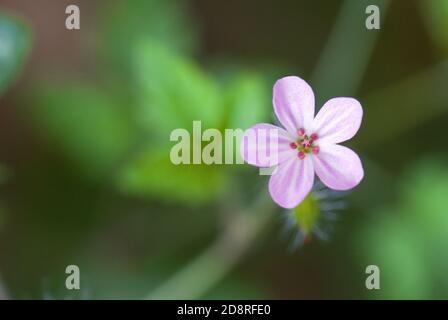 Herb-robert - Geranium robertianum, schöne kleine blühende Pflanze aus europäischen Wiesen, Tschechien. Stockfoto