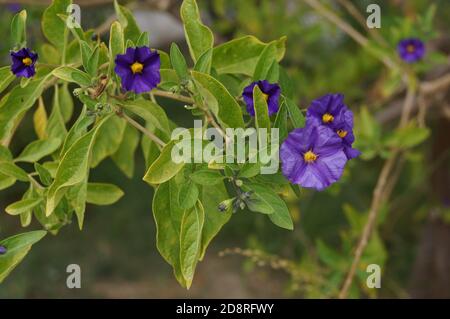 Nahaufnahme der blauen Kartoffelbuschblumen auf Kreta, Griechenland, an einem Sommertag Stockfoto