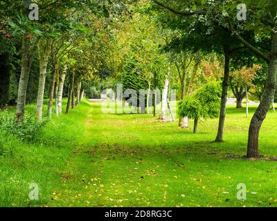 Frühe Herbstfarben in Bäumen säumen einen Grasweg in der Landschaft in North Yorkshire, England Stockfoto