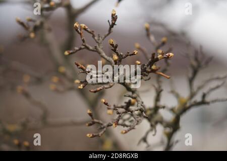 Die feinen trockenen Äste des Birnenbaumes mit gelb klein Knospen an einem nebligen Tag im Garten Stockfoto