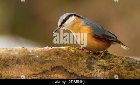 Eurasische Nuthatch sitzt auf Zweig im Winter Natur Stockfoto