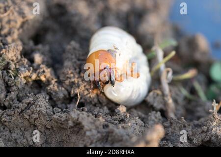 Makroschabe Larve Stockfoto