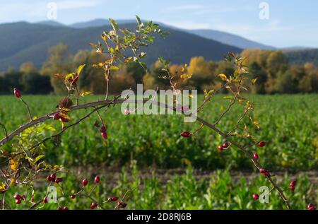 Nahaufnahme einer Bramble mit rosa Beeren gegen die Landschaft mit Tabakfeldern im Hintergrund Stockfoto