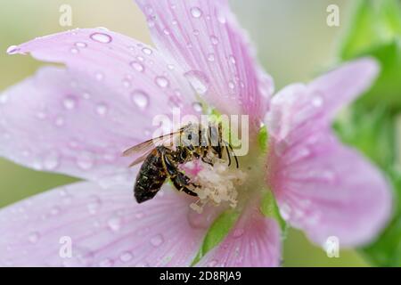 Makro einer Biene auf einer rosa nassen malva Blume Blüte Stockfoto