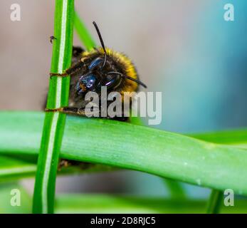 Makro einer nördlichen Hummel (Bombus magnus) Stockfoto