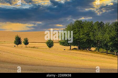 Diese drei jungen Bäume stehen in der hügeligen Landschaft der Holsteinischen Schweiz. Stockfoto