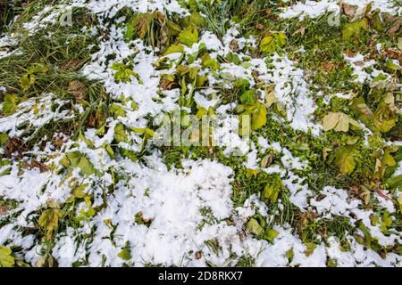 Grünes Gras bedeckt mit Schnee. Grünes Gras bedeckt mit weißem Schnee. Stockfoto
