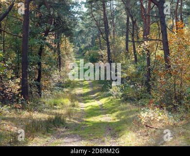 Mit Gras bewachsener Steig durch den Mischwald. Die Nadelbäume sind grün. Die Laubbirken färben sich gelb Stockfoto