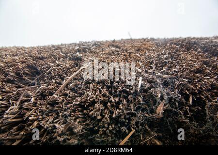 Nahaufnahme von einem Strohdach Stockfoto