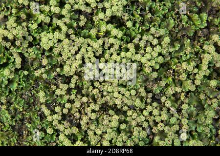 Gewöhnliches Leberblümchen (Marchantia polymorpha) Stockfoto