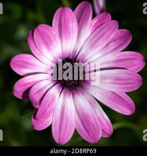 Nahaufnahme der Blüte von Kap Marguerite (Dimorphotheca ecklonis) Stockfoto