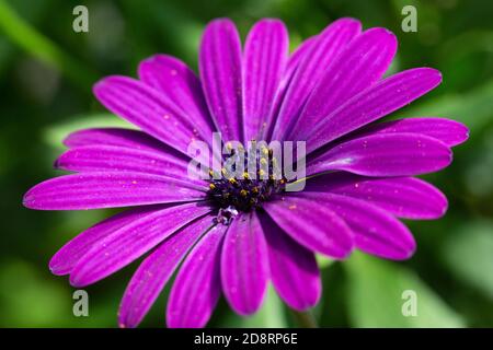 Nahaufnahme der violetten Blume des Kap Marguerite (Dimorphotheca ecklonis); Blütenblätter mit Pollen gesprenkelt Stockfoto