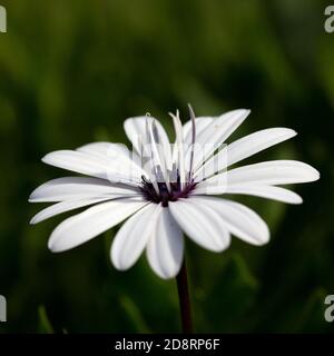 Einzelne weiße Blume von Cape Marguerite (Dimorphotheca ecklonis), Nahaufnahme Stockfoto