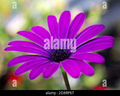 Nahaufnahme der violetten Blume des Kap Marguerite (Dimorphotheca ecklonis); Blütenblätter mit Pollen gesprenkelt Stockfoto