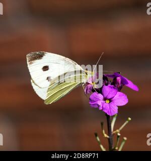 Weibliche Schmetterling groß weiß (Pieris brassicae) Stockfoto