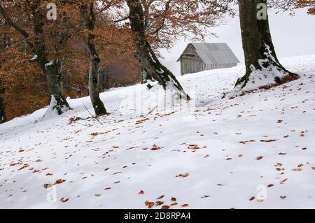 Herbst Landschaft mit den ersten unerwarteten Schnee und Herbst Laub. Alte Holzhütten auf einem berghügel Stockfoto