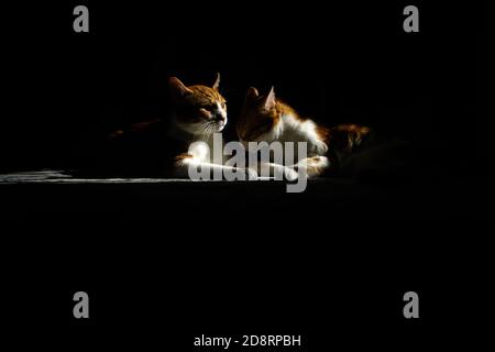 Katze unter einem Lichtstrahl im dunklen Konzept Stockfoto