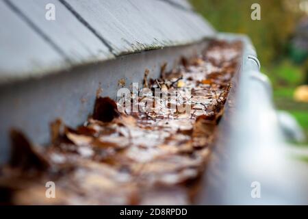 Ein Porträt einer Dachrinne, die von vielen herbstlichen Blättern, die von einem Schieferdach hängen, verstopft ist. Dies ist eine typische jährliche Aufgabe während oder nach dem Sturz zu cle Stockfoto