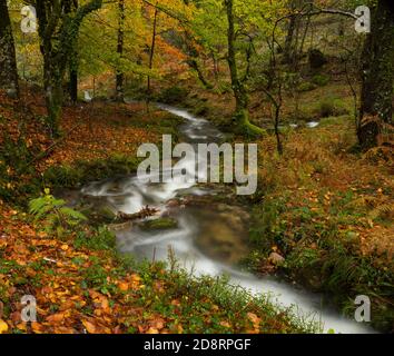 Herbstfärbung der Natur an einem regnerischen Morgen im Peneda Geres Nationalpark, Portugal Stockfoto