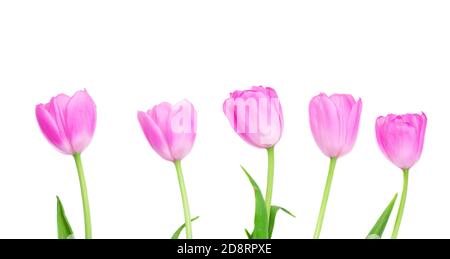 Rosa Tulpen Blumen isoliert auf weißem Hintergrund. Frohe Ostern und Muttertag Konzept Stockfoto