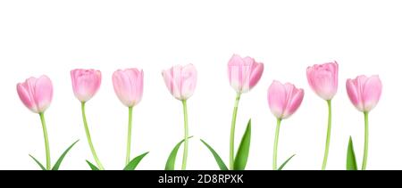 Rosa Tulpen Blumen in einer Reihe isoliert auf weißem Hintergrund. Frohe Ostern und Muttertag Konzept Stockfoto