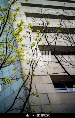 Vor dem Bürokomplex Wood Quay, der zum Dublin City Council in Irland gehört, blühen im Frühling Baumknospen. Stockfoto