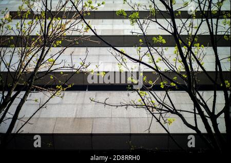 Vor dem Bürokomplex Wood Quay, der zum Dublin City Council in Irland gehört, blühen im Frühling Baumknospen. Stockfoto