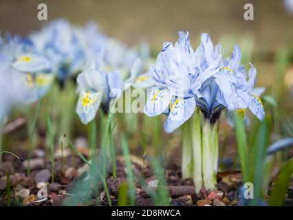 Zwergblumenblüten (Katharine Hodgkin), die in einem Gartenrand oder Blumenbeet wachsen, Großbritannien Stockfoto