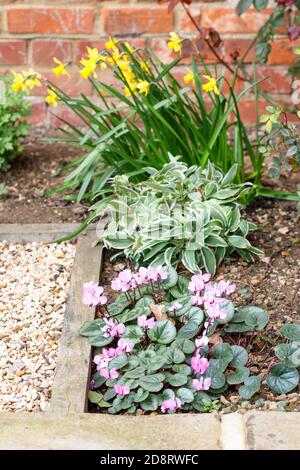 Frühlingsblumen in einem Blumenbett in einem Garten oder Hinterhof, Großbritannien Stockfoto