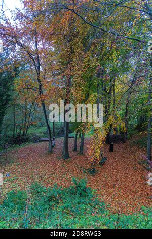 Teppich aus Herbstblättern in einem South Yorkshire Holz Stockfoto