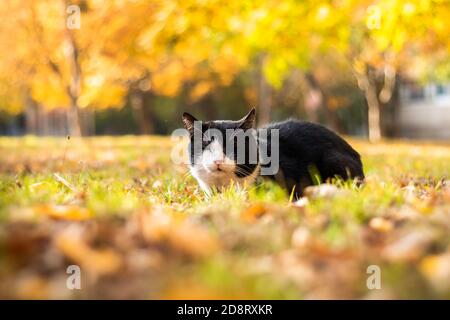 Katze sitzt im Herbst Blätter, schönes Foto Stockfoto