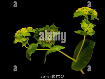 Bupleurum rotundifolium, Hasenohr oder Hundsohr Pflanzenzweig isoliert auf schwarzem Hintergrund Stockfoto