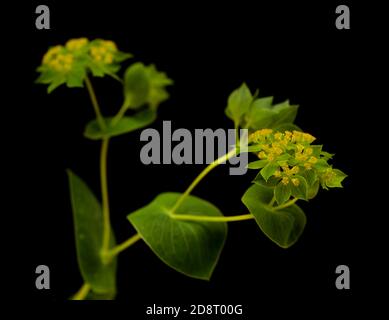 Bupleurum rotundifolium, Hasenohr oder Hundsohr Pflanzenzweig isoliert auf schwarzem Hintergrund Stockfoto