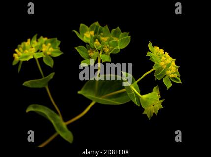 Bupleurum rotundifolium, Hasenohr oder Hundsohr Pflanzenzweig isoliert auf schwarzem Hintergrund Stockfoto