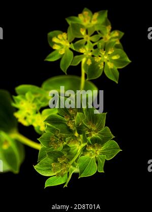 Bupleurum rotundifolium, Hasenohr oder Hundsohr Pflanzenzweig isoliert auf schwarzem Hintergrund Stockfoto