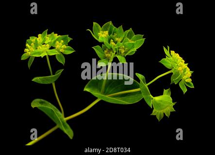 Bupleurum rotundifolium, Hasenohr oder Hundsohr Pflanzenzweig isoliert auf schwarzem Hintergrund Stockfoto