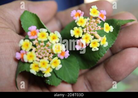 Diese kleinen Blüten wachsen häufig im Wald, können aber keine besonderen sehen. Aber durch die Kamera Objektiv kann die Natur verstehen, etwas vor uns zu verstecken. Stockfoto