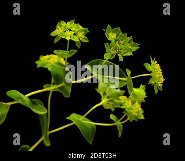 Bupleurum rotundifolium, Hasenohr oder Hundsohr Pflanzenzweig isoliert auf schwarzem Hintergrund Stockfoto