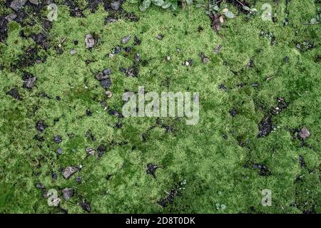 Nahaufnahme von Gartenmoos, das auf der Außenwand mit Kieselsteinen wächst Stockfoto
