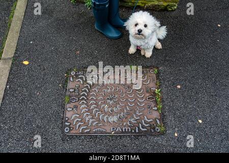 Netter weißer Hund, der an den Füßen ihres Besitzers sitzt und schaut An der Kamera Stockfoto
