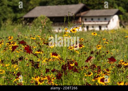Wildblumenwiesen in einem Dorf in Niederbayern. Stockfoto