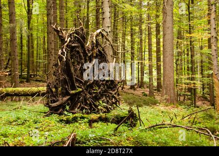 Wurzeln eines umgestürzten Baumes, der im Nationalpark Bayerischer Wald verrotten bleibt Stockfoto