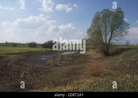 Eine schöne, verzweigte Weide am Ufer eines flachen Teiches. Weiße Wolken am blauen Himmel. Querformat. Stockfoto